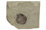 Dizygocrinus Crinoid Calyx - Warsaw Formation, Illinois #188724-1